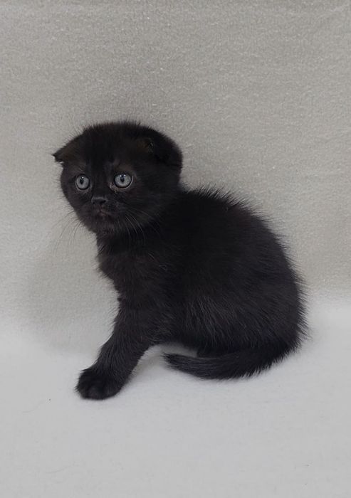 Скотиш фолд мальчик