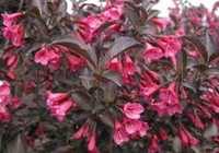 Weigela florida .