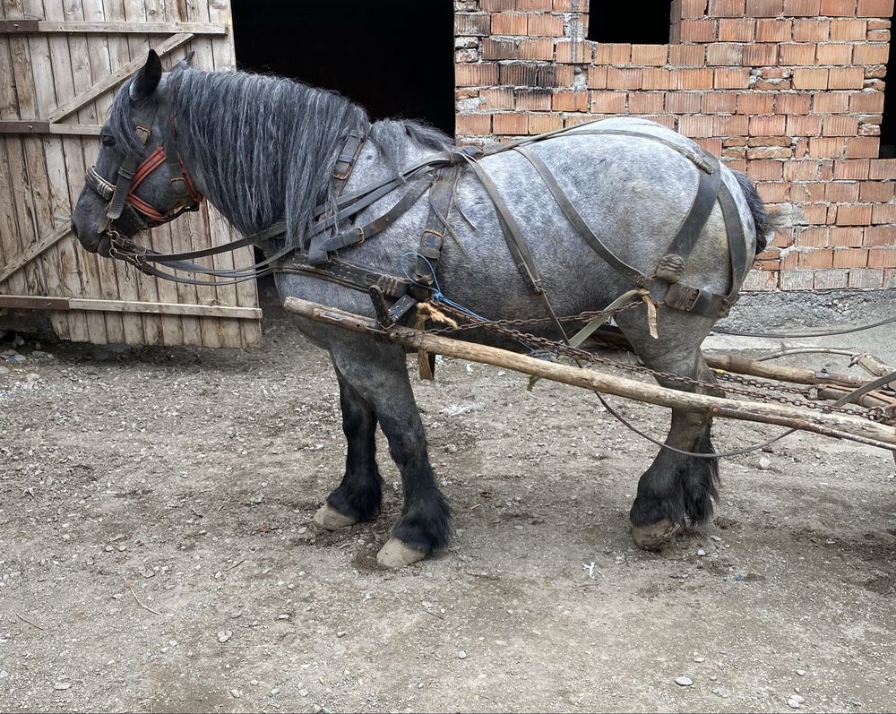 Vand/iapa dela miutescu 4 ani pret la tel
