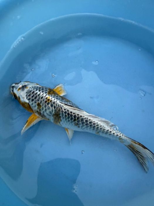 Японский карп коя