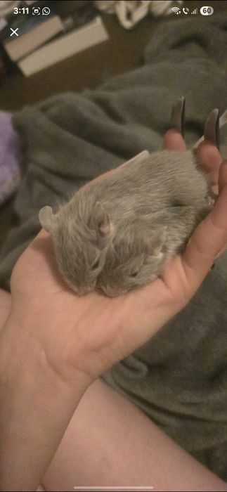 Pui veverițe degu pentru adoptie