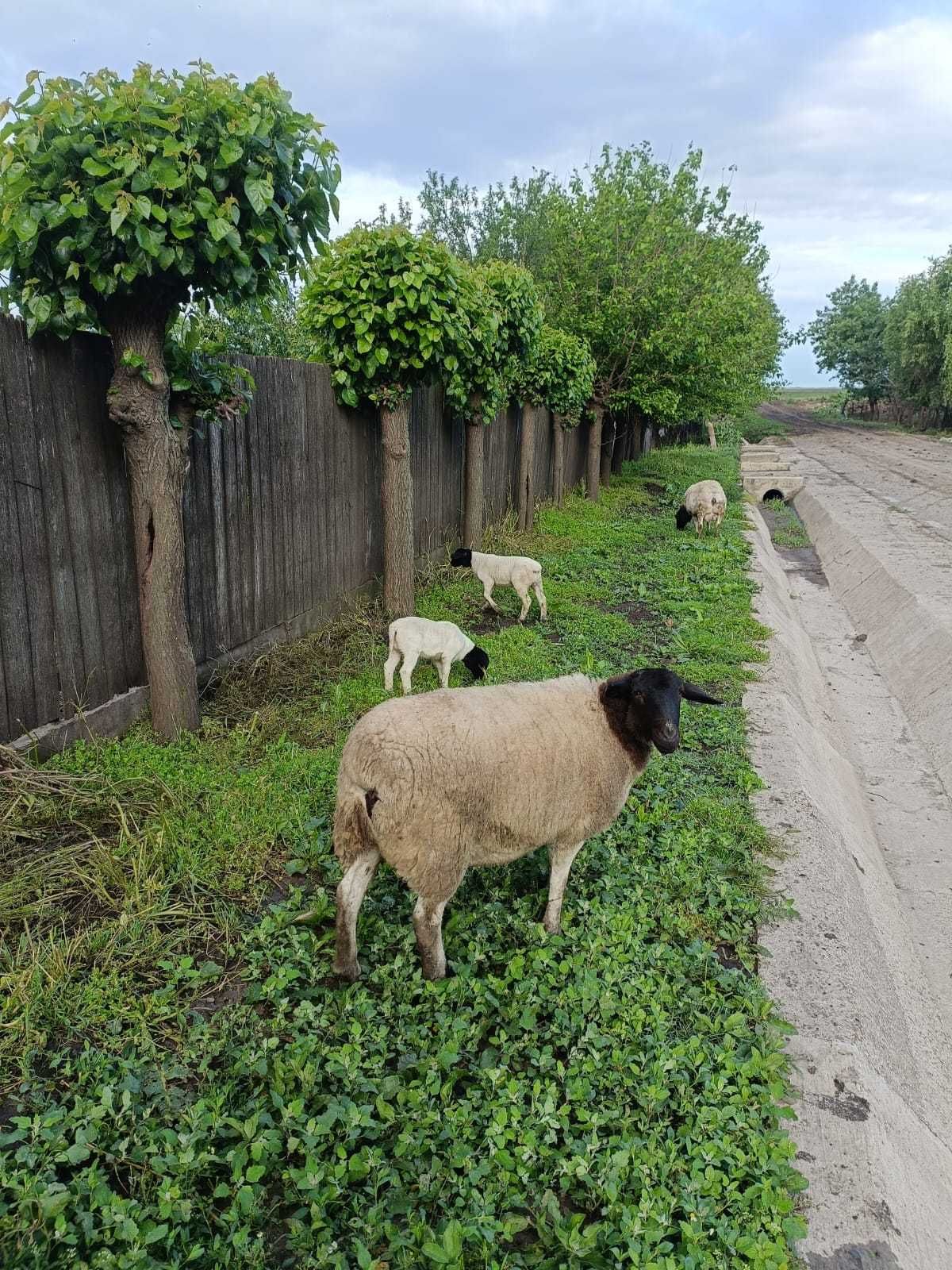 Oi rasa Dorper - 3 bucati