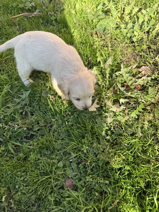 Кокерчета с първа ваксина обезпаразитени вътрешно.