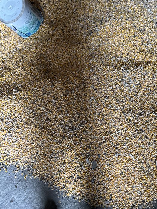 Grau , porumb , floarea-soarelui, mazare , orz