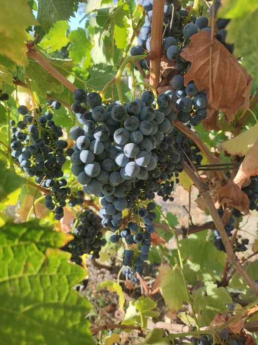 Vând struguri merlot