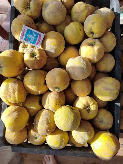 Айва садовая продам
