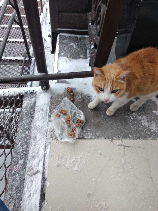 Ищет дом добрый рыжий кот!