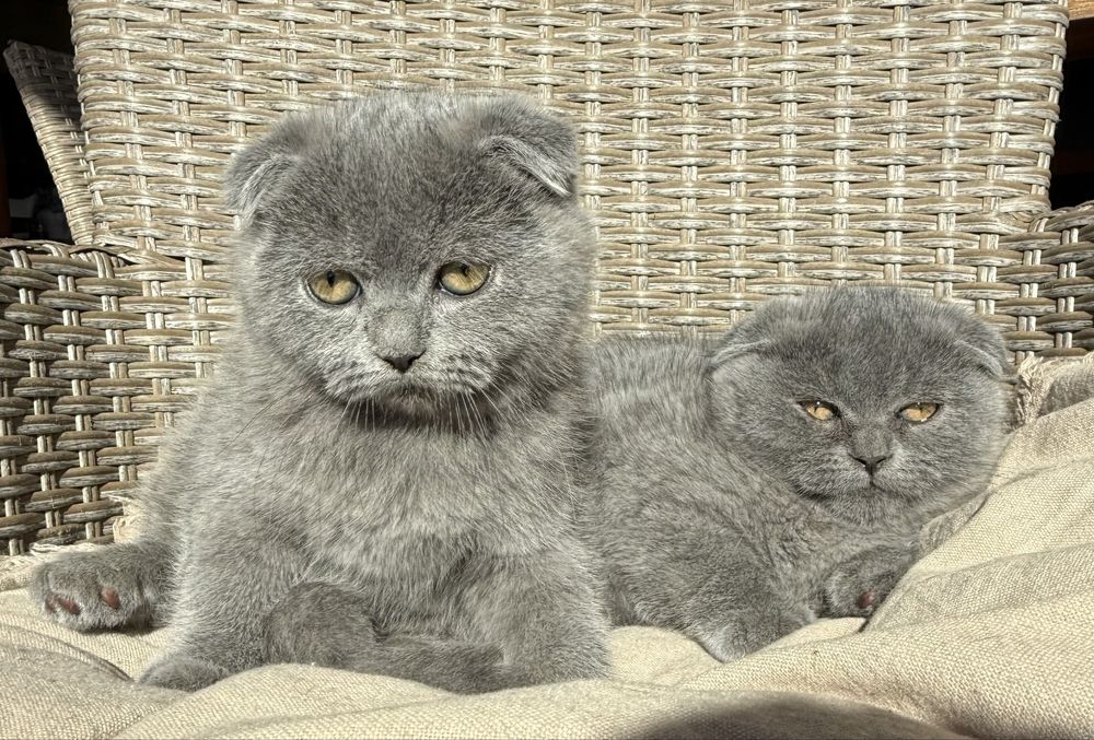 Британски  късокосмести клепоухи