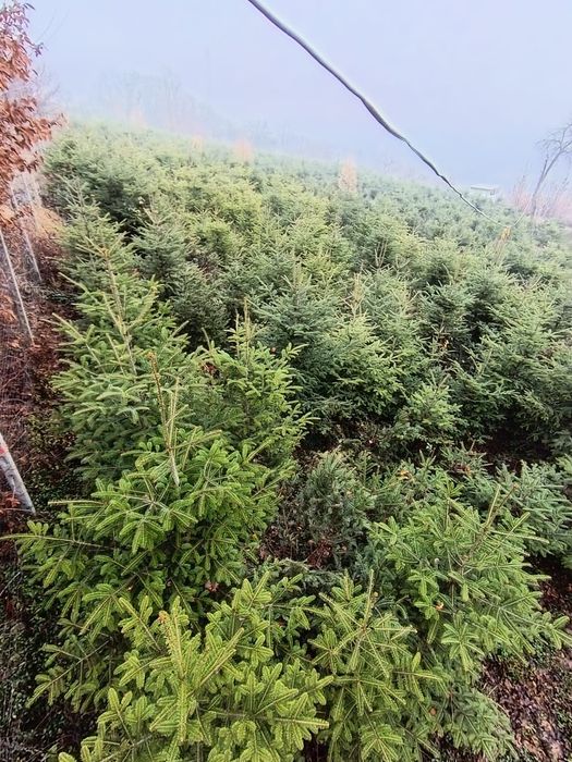 Vând Pomi de Crăciun Brad romanesc