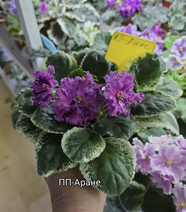 Детки фиалок сортовых