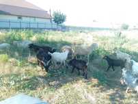 Capre de lapte, iezi si cârlani