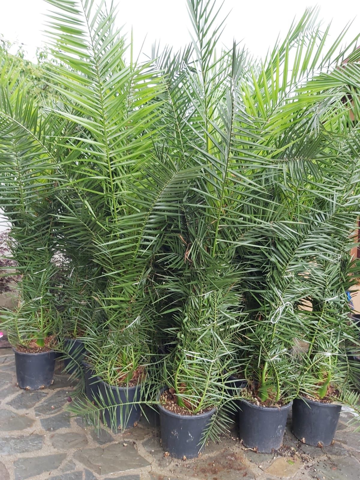 Vând Palmieri dar si alte plante ornamentale pt det sunați