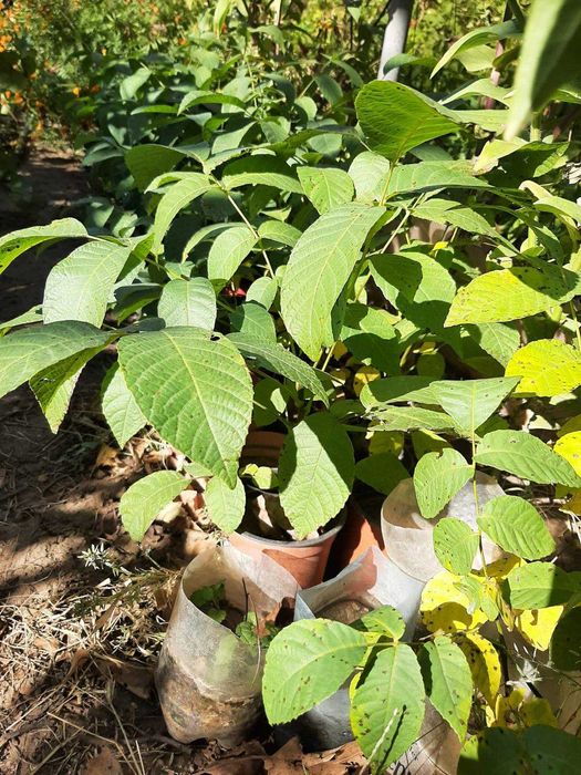 Anunț Vânzare  Butasi Muri, Nuci și Smochini