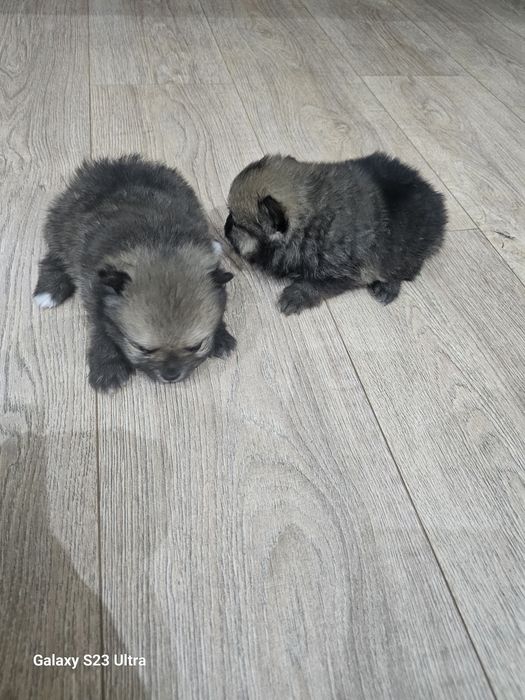 Померан мини шпиц