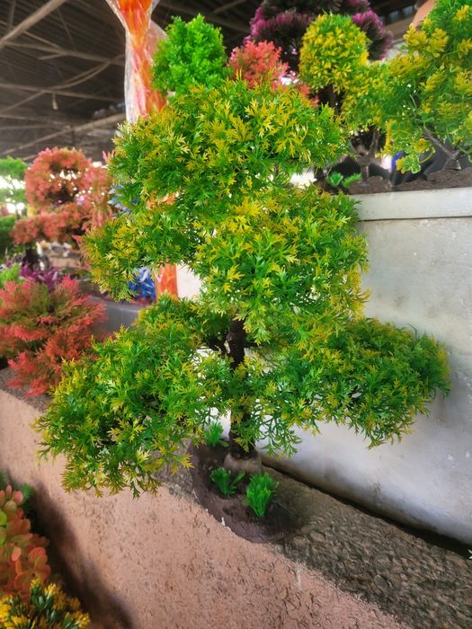 Аквариумные растения , деревья.