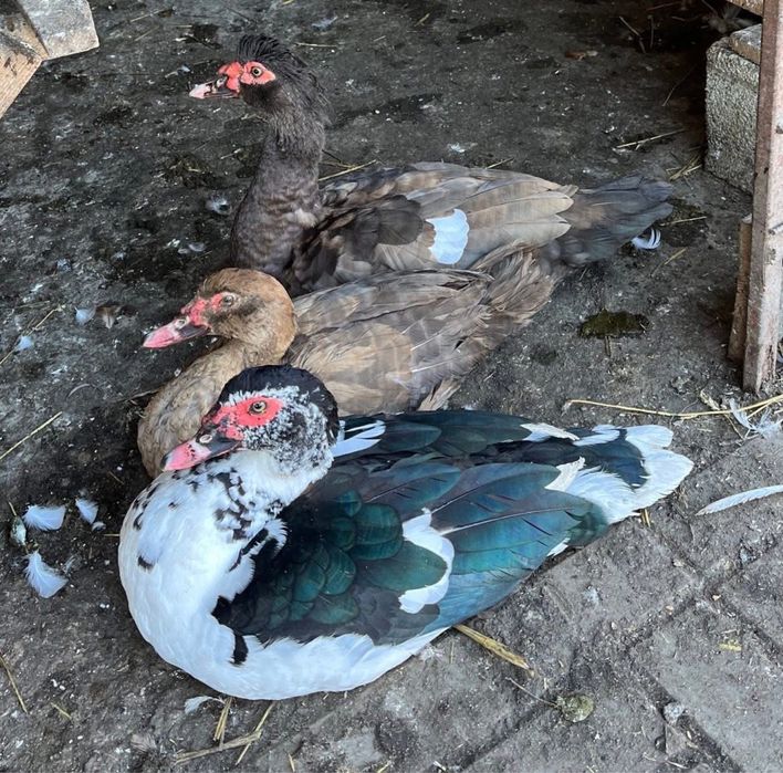 Vând Rățoi Leșești