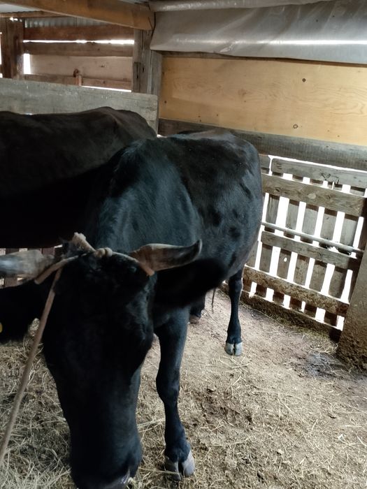 Продам корову 1 отелом на мясо. Справная. 1туган кашар сатылады етке..