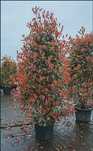 Plante decorative pentru o gradina de vis, calitate premium!