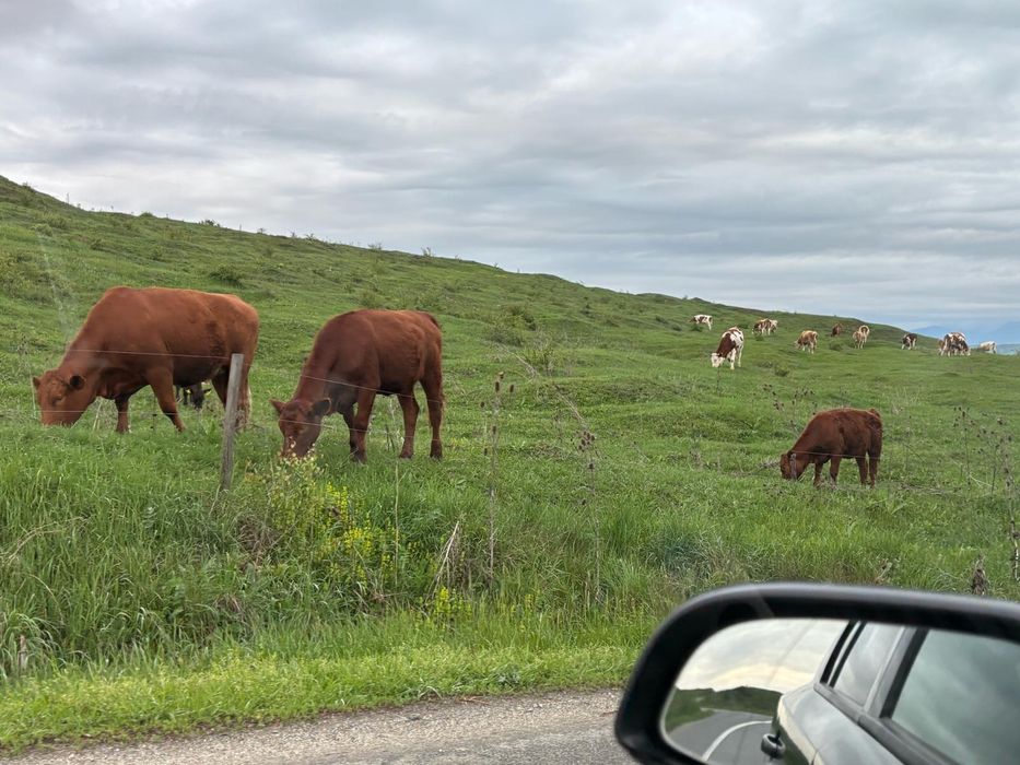 Vand detali in privat