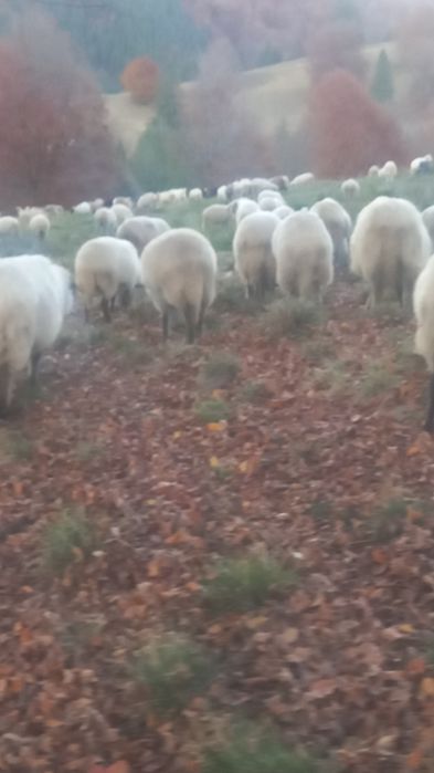 140 de oi de vânzare