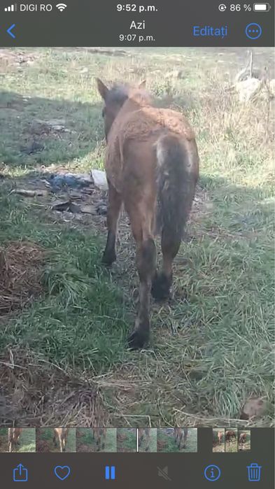 Vand sau schimb manz de 4 luni .