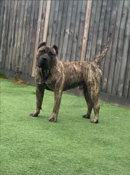 Преса Канарио Presa Canario
