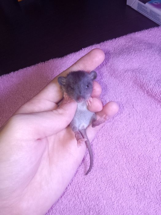 Отдам крыс в добрые руки