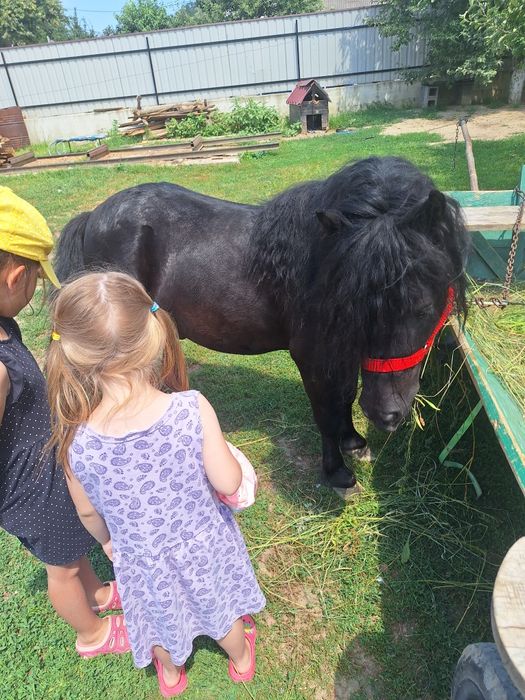 Vând ponel foarte cuminte