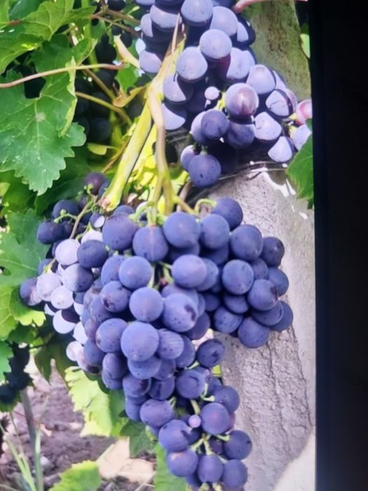Vând struguri de vin productie 2025