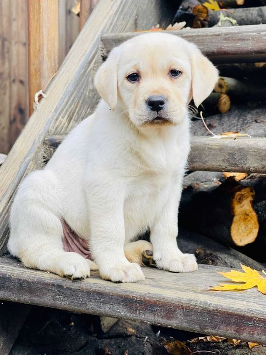 Labrador la tine acasă