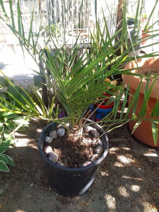 Големи Финикови палми