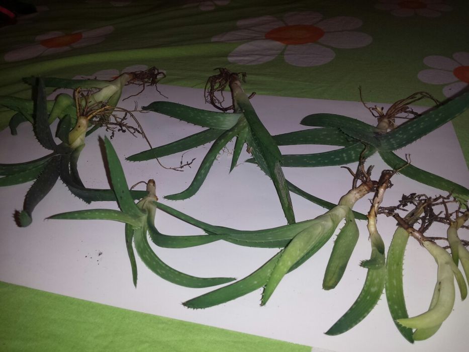 Puiuti Aloe Vera