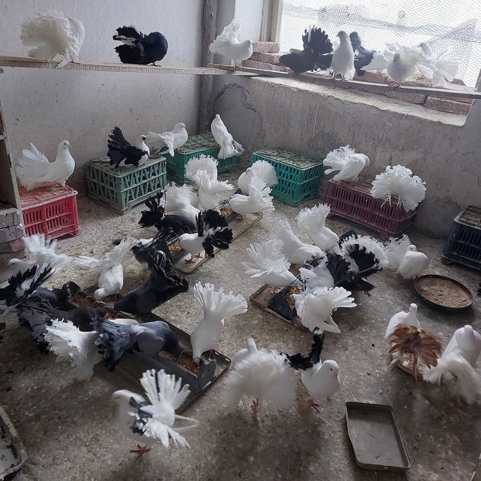 Продавам гълъби Финерлии - бели, сиви и пъстри.