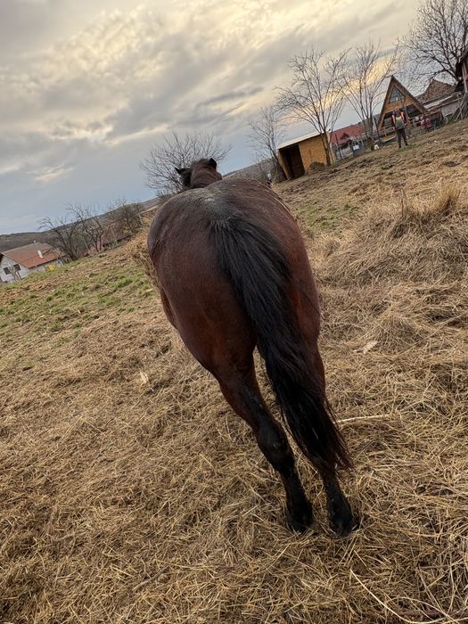 Vand doi manji 1 an 7 luni 2 ani 7 luni