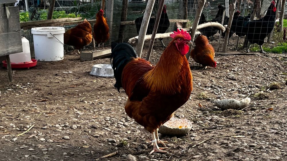 New Hampshire oua de incubat