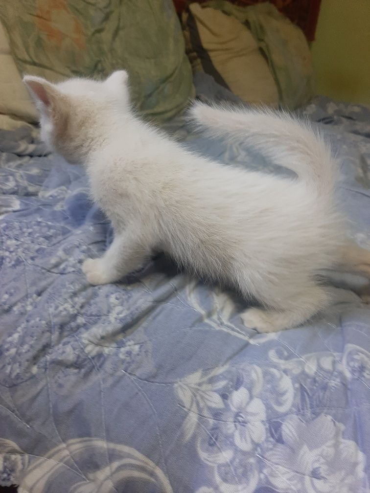 Белый котенок мальчик