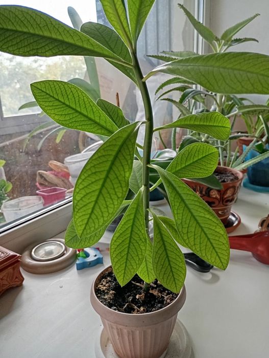 Комнатные цветы Синадениум.