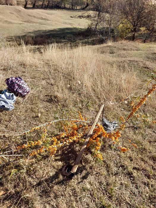 Vand catina din flora spontana
