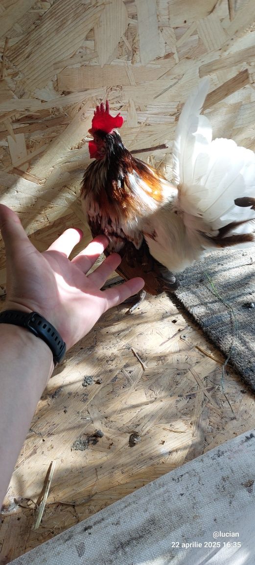 Cocosi americani varste si culori diferite