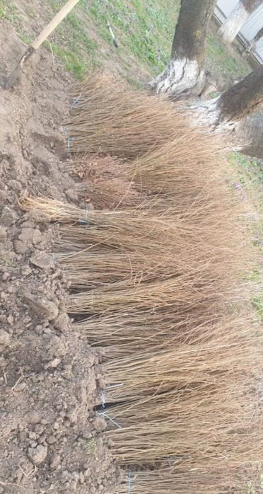 puieți de salcâm pentru împădurirea terenurilor degradate, agricole