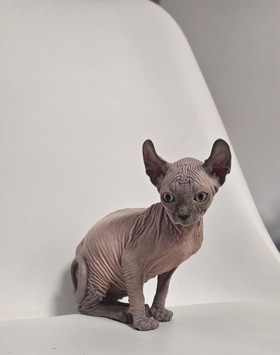 Fetita sphynx/sfinx/elf superba