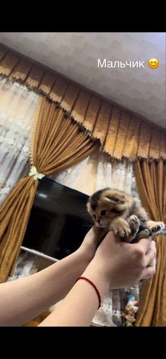 Продаются котята Шотладской породы!