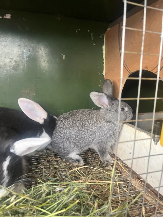 Зайци Кочовати (немска пеперуда) ЛИКВИДАЦИЯ.