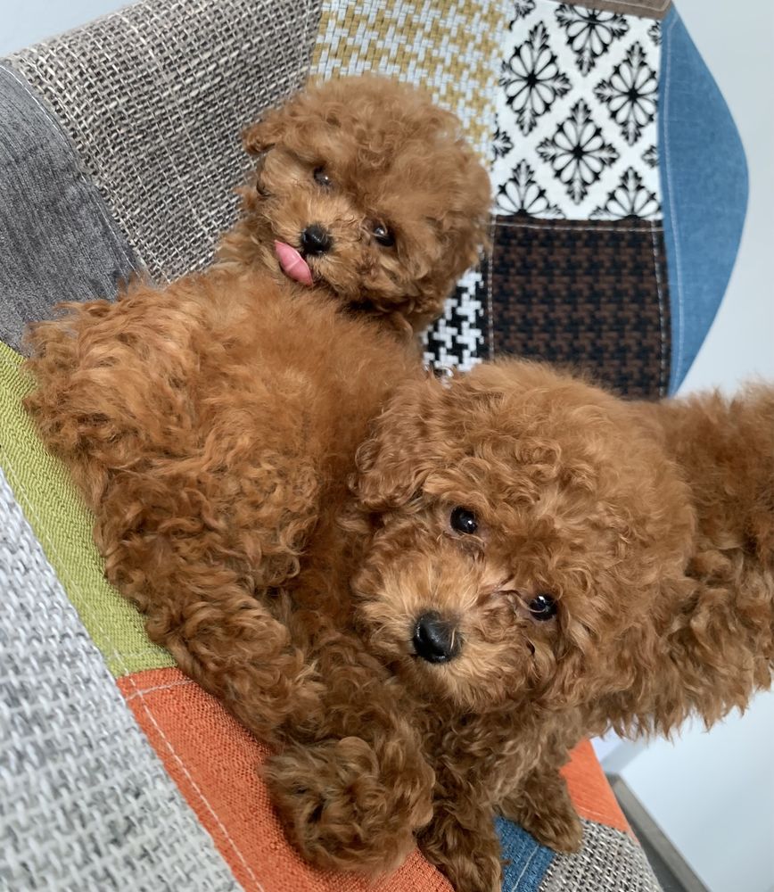 Пудел Той,Poodle Toy