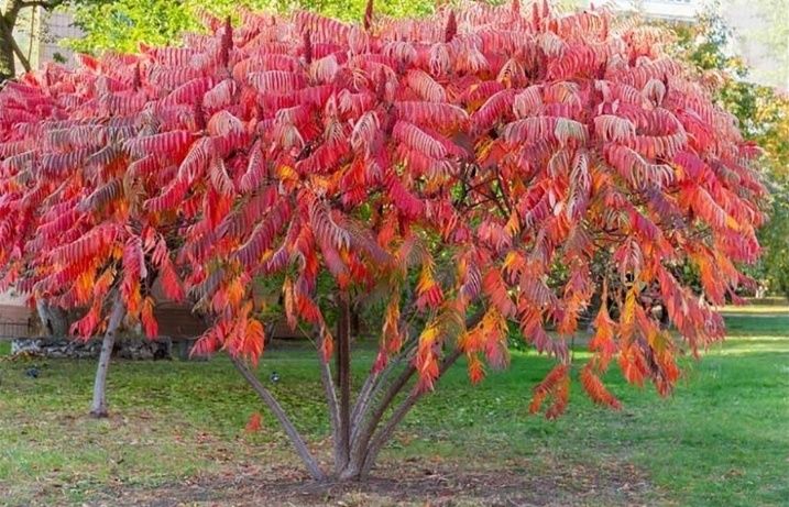 Otetar Rosu Tiger Eyes