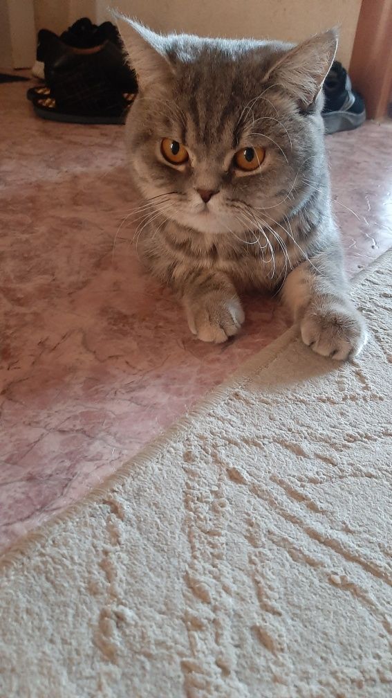 Кот британец на вязку