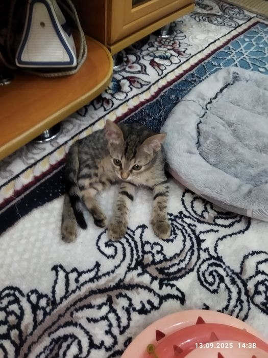 Отдам котенка в хорошие руки