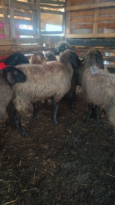 vând 5 miele și un berbec