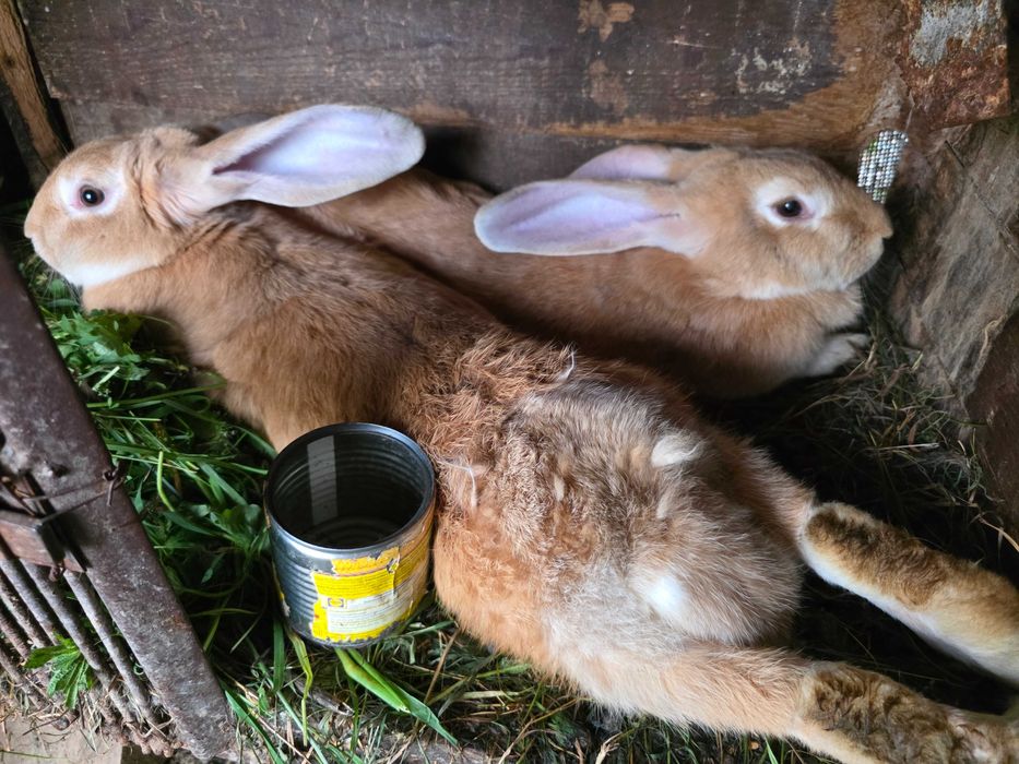 Vand iepuri de carne crescuti in gospodarie