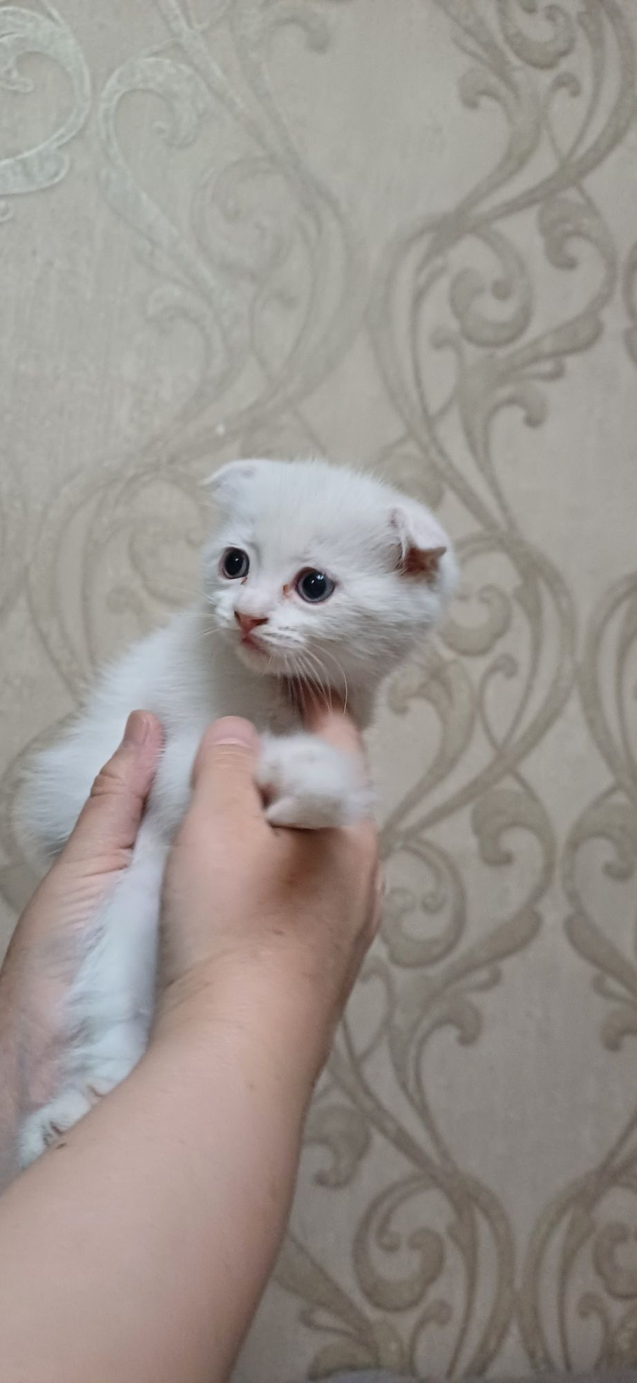 Продаётся кошка и котята